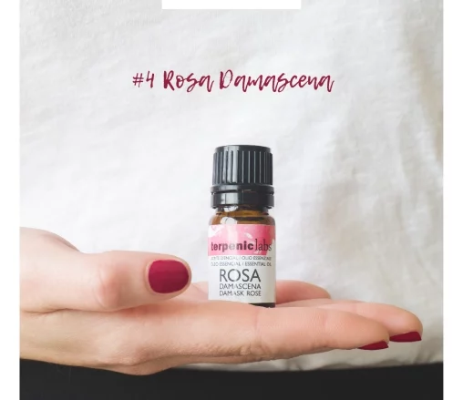 Rosa Damascena. Tónico nervioso, cicatrizante, astringente, hemostático. El cultivo de la Rosa Damascena originario de Oriente medio, y se introdujo primeramente en el actual Marruecos, denominándose Rosa Centifolia.